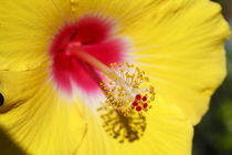 Blühnender Gelber Hibiscus Blume by Torsten Krüger