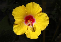 Blühnender Gelber Hibiscus Blume von Torsten Krüger