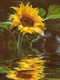 Für die Küche - Sonnenblumenöl by Chris Berger