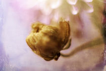 Chrysantheme mit Nachwuchs von Petra Dreiling-Schewe