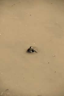 Frog in water von Anna Zamorska