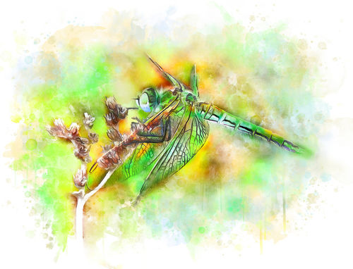 Dragonfly-dlia-saita