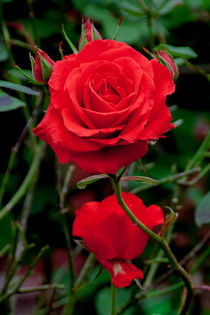 red of roses von lilithdavinci