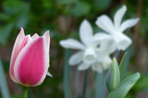 tulip and friends von maja-310