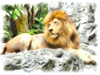 Lion-462100-sait