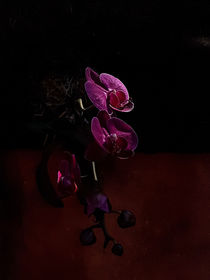 Lilac orchid - sunlight on shadow von Ro Mokka