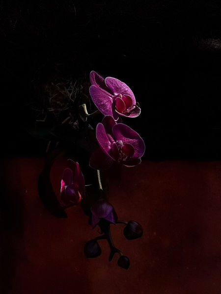 Lilac-phalaenopsis-orchid-in-the-sun-on-dark-background
