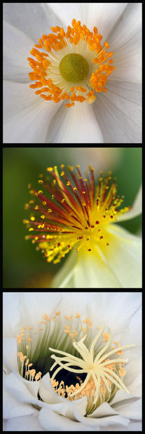 Blüten-Stempel, Makrofotografie, pistills of blossom, macro von Dagmar Laimgruber