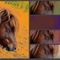 Collage-pony-2-image