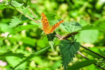 Eastern Comma Butterfly by Vincent J. Newman
