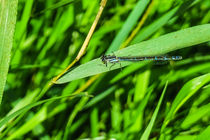 Blue Damselfly by Vincent J. Newman