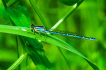 Blue Dragonfly  von Vincent J. Newman
