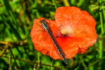Blue Damselfly and a Poppy  by Vincent J. Newman