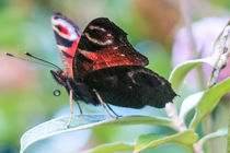 Peacock Butterfly von Vincent J. Newman