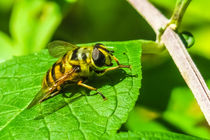 Busy Honey Bee von Vincent J. Newman