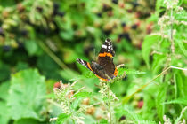 Red Admiral Butterfly by Vincent J. Newman