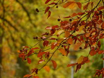 Herbstlaub by maja-310