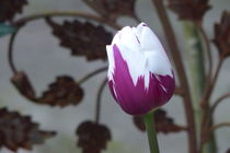 Tulip Rembrandts Favourite von maja-310