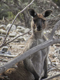 Kangaroo Island Känguru by cjphoto