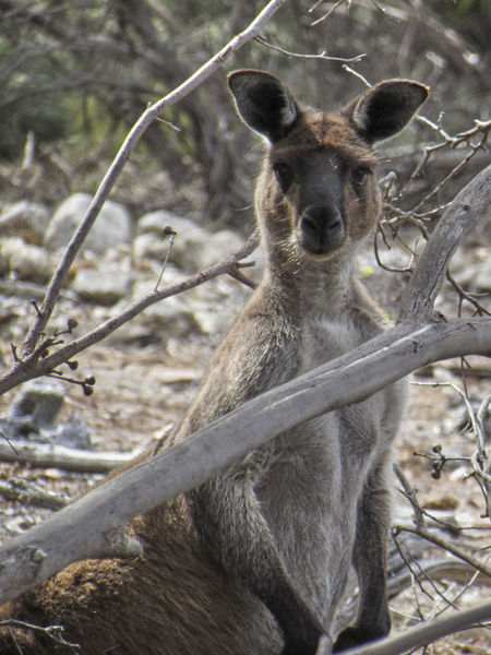 Australien-kangaroo-island-kangaroo-02-img-2282
