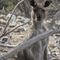 Australien-kangaroo-island-kangaroo-02-img-2282
