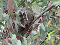 Koala Baby by cjphoto