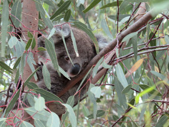 Australien-koalababy-guckt-runter-img-2301
