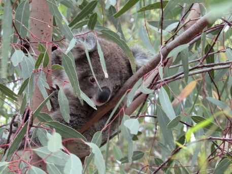 Australien-koalababy-guckt-runter-img-2301