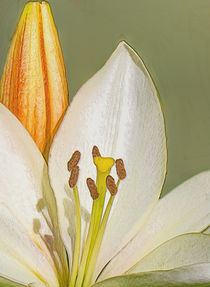 White Lily and Bud (Digital Art) von John Wain