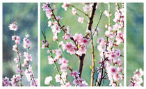 Vintage Cherry Blossom Triptych by Karen Black