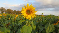 Sonnenblume von mel-bai