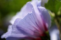 Hibiscusblüte von Frank  Kimpfel