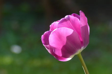 Tulip-negrita