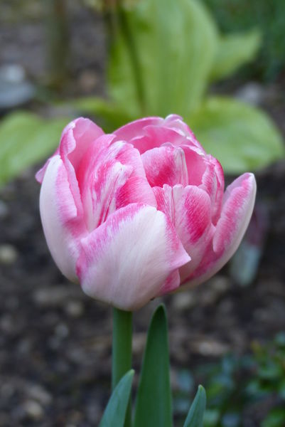 Tulip-foxtrott