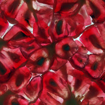 Granatapfel-Querschnitt, Makroaufnahme, pomegranate, grenadine von Dagmar Laimgruber