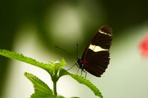 Schmetterling von maja-310