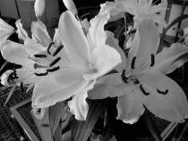Lilienblüten, in schwarz-weiß von assy