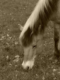 Norweger Pony von maja-310