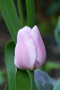 Tulip Holland Beauty von maja-310