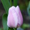 Tulip-holland-beauty