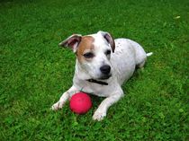 Jack Russel Terrier mit seinem Ball by assy