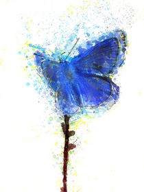blue butterfly   by Elena Oglezneva