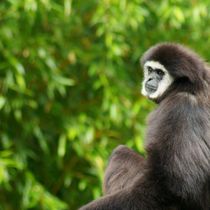 Gibbon im Dschungel von kattobello