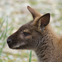 Wallaby Profil von kattobello