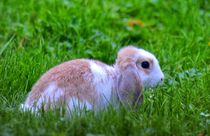 Zwergwidder Kaninchen Baby auf der Wiese by kattobello
