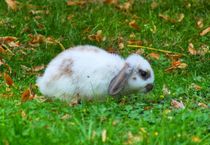 Zwergwidder Kaninchen Baby by kattobello