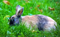 Braun schwarzes Kaninchen von kattobello