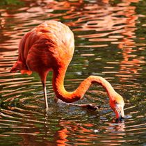 Flamingo auf Futtersuche von kattobello