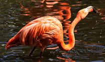 Flamingo Trunk von kattobello