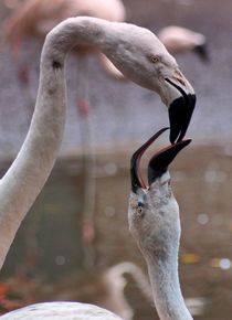 Flamingo Liebe von kattobello
